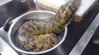 【危険生物】海のギャング！巨大活ウツボのさばき方！職人技 日本 紀州 銀ちろ The Sea Gang(Moray Eel) Cuisine Japanese Style! Japan food!